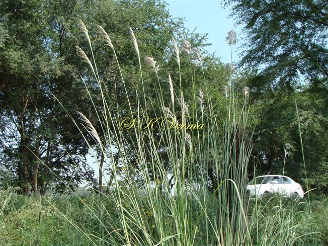  Plants